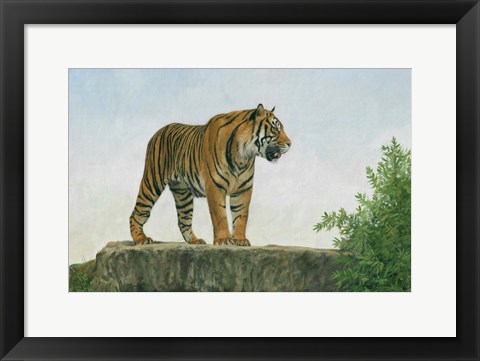 Framed Tiger 11 Print