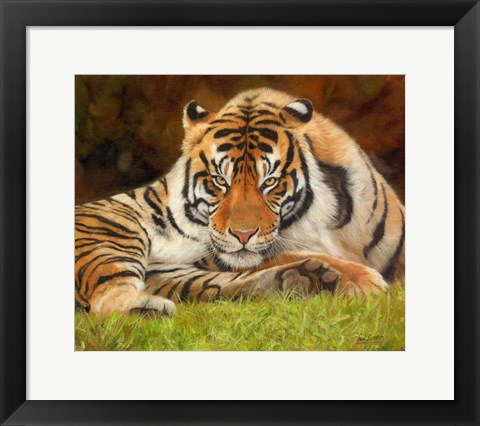 Framed Tiger Stare Print