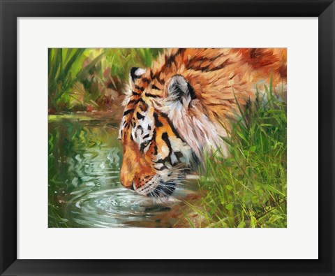 Framed Tiger Quenching Thirst Print