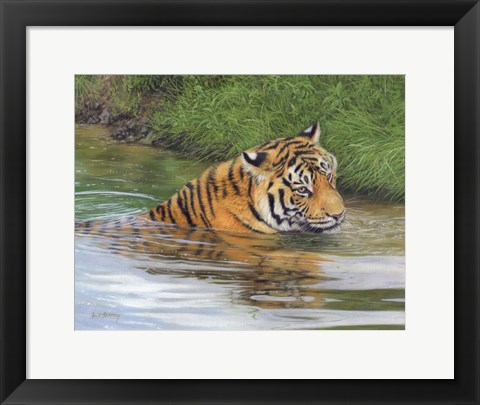 Framed Tiger Water 2 Print