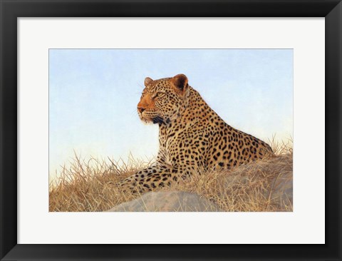 Framed Leopard Laying Rock Grass Print