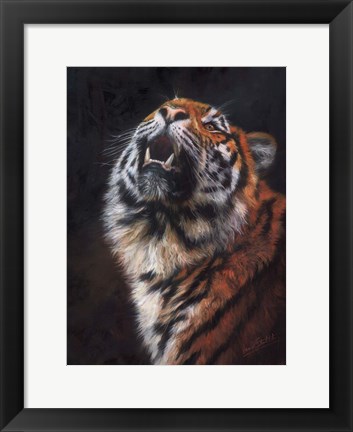 Framed Tiger Looking Up Print