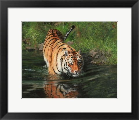 Framed Tiger Entering Water Print