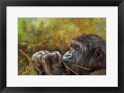 Framed Young Lowland Gorilla Print