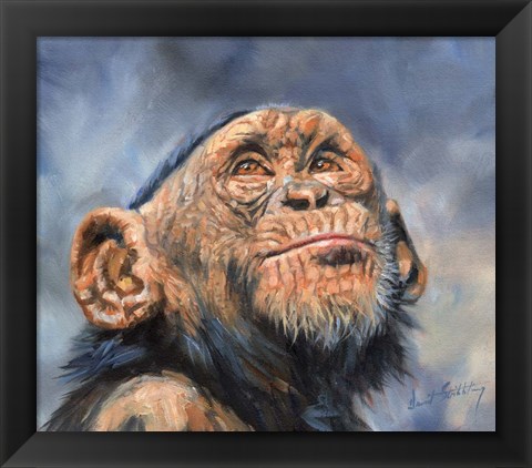 Framed Chimp Looking Up Print