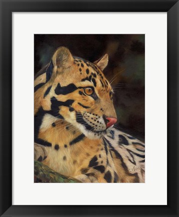 Framed Clouded Leopard Portrait Print