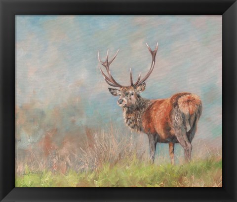 Framed Red Deer Stag From Behind Print