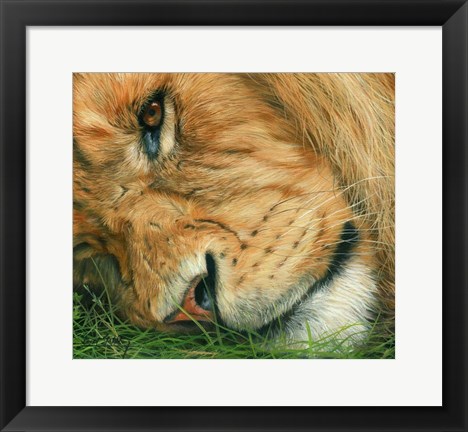 Framed Lion Sleeps Print