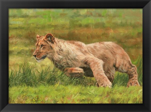 Framed Young Lion Running Print