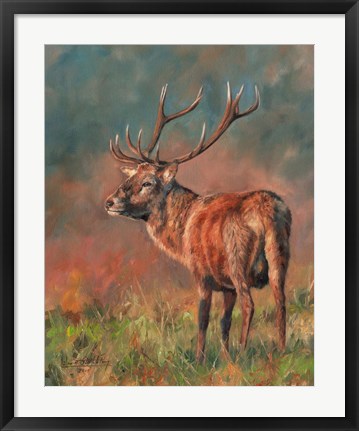 Framed Red Deer Stag 1620 Print