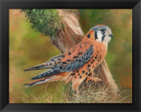 Framed American Kestrel Print