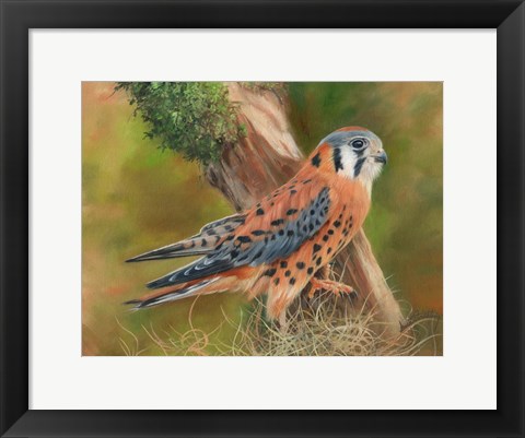 Framed American Kestrel Print