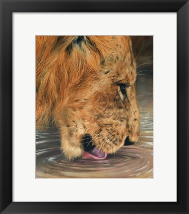 Framed Lion Head Drinking Print