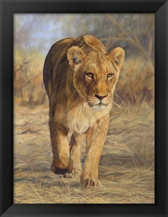 Framed Lioness Walk Print