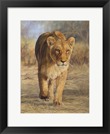 Framed Lioness Walk Print