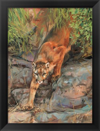 Framed Mountain Lion 2 Print