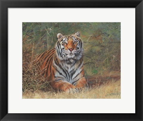 Framed Tiger In Bush Print