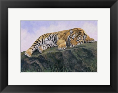 Framed Young Tiger Rock Print