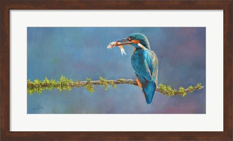 Framed Kingfisher 3 Print