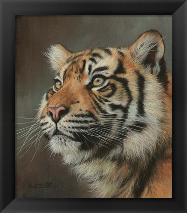 Framed Young Sumatran Tiger Portrait Print