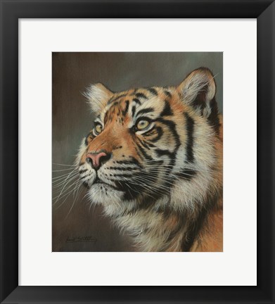 Framed Young Sumatran Tiger Portrait Print