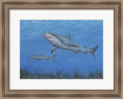 Framed Reef Shark Print