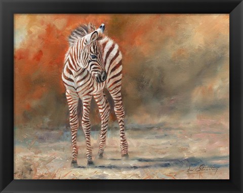 Framed Zebra Foal Standing Print