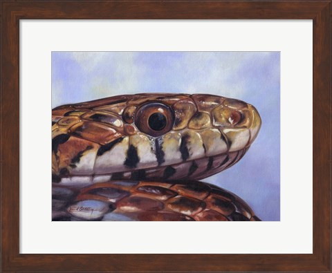 Framed Snake Print