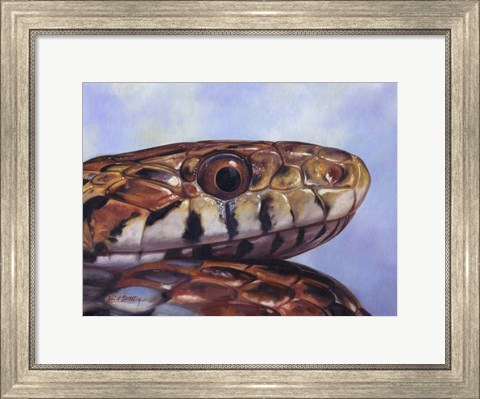 Framed Snake Print