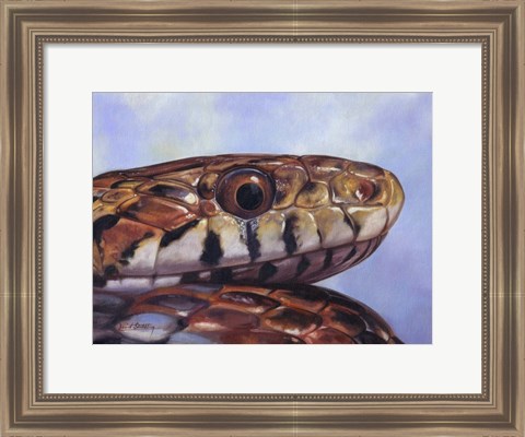 Framed Snake Print