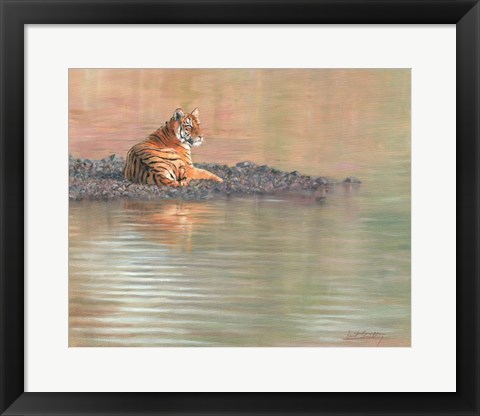 Framed Tiger Water Repose Print