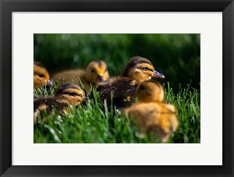 Framed Ducklings Print