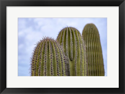 Framed Cactus Print