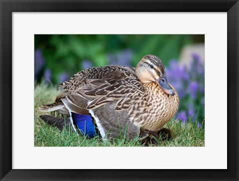 Framed Duck Print