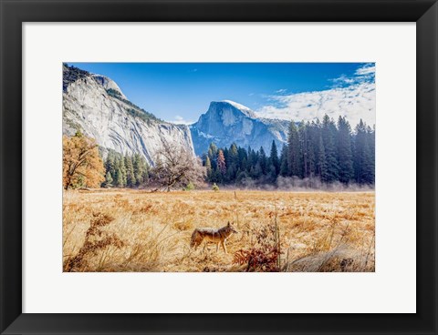 Framed Wild Coyote Print