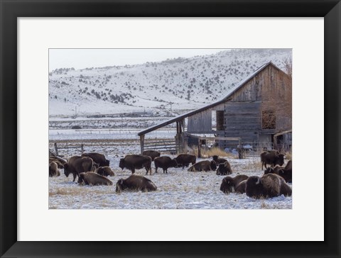 Framed Colorado Buffalo Print