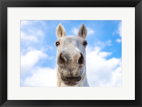 Framed White Horse Print