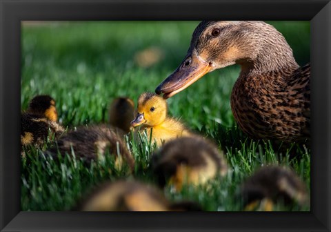 Framed Momma Duck Print