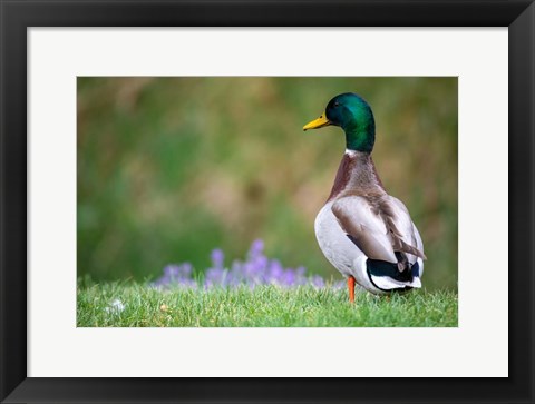 Framed Mallard Duck Print