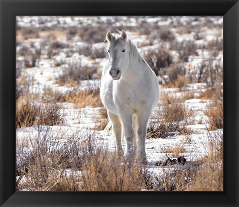 Framed Horse in the Snow Print