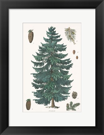 Framed Evergreen Botanical Chart Print