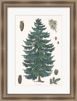 Framed Evergreen Botanical Chart Print