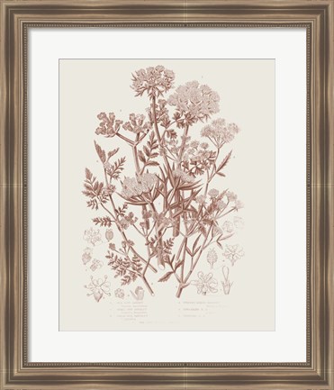 Framed Flowering Plants IV Brown Print