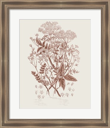 Framed Flowering Plants I Brown Print