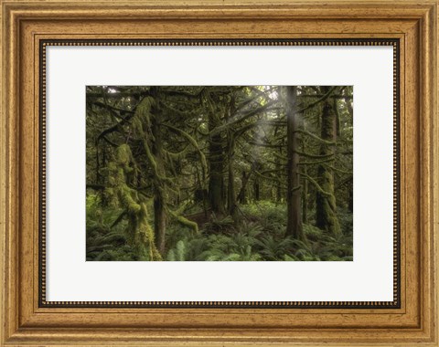 Framed Forest in British Columbia, Canada Print