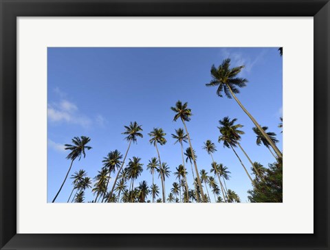 Framed Low Angle View Of a Group Of Palm Trees in Kauai, Hawaii Print