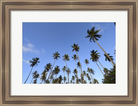 Framed Low Angle View Of a Group Of Palm Trees in Kauai, Hawaii Print