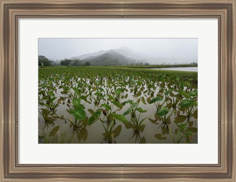 Framed Taro Field in Hanalei National Wildlife Refuge, Kauai, Hawaii Print