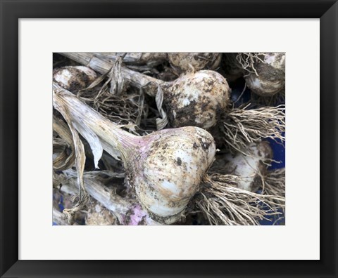 Framed Freshly Harvested Garlic Bulbs, Close-Up Print