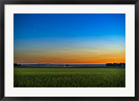 Framed Waxing Crescent Moon Below Venus Over a Ripening Canola Field Print